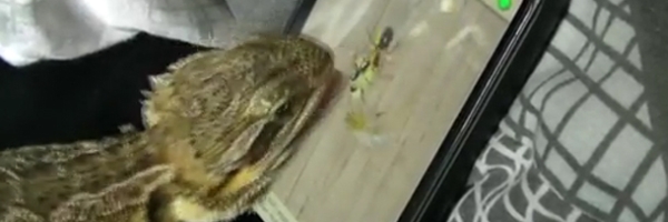 Video: Ještěři to s hrami umí